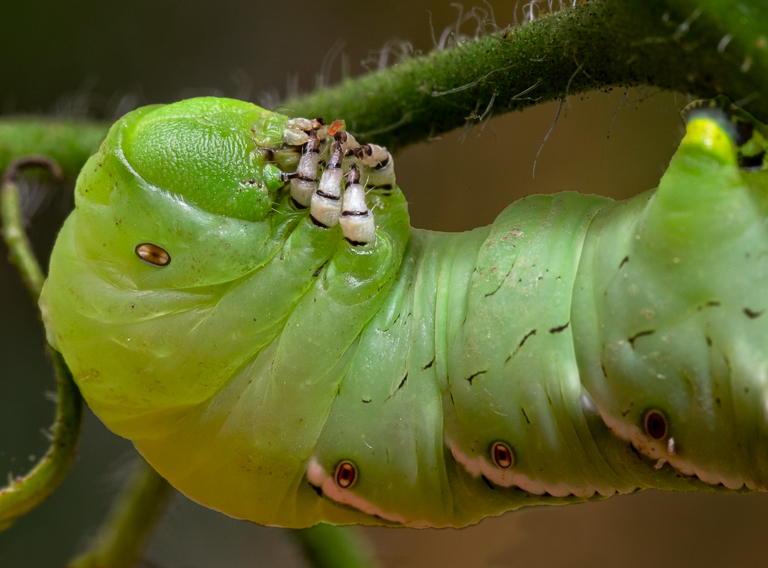Tomato Hornworm
